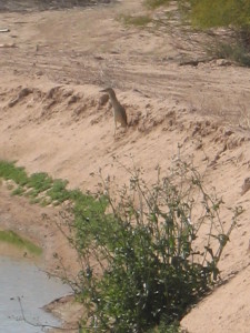 bird and pond