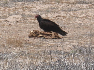 buzzard